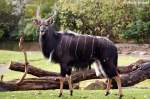 Nyala-Bock.    ...  Andy Hensel 05.11.2009