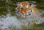 Sumatra-Tiger    ...  Andy Hensel 17.05.2011