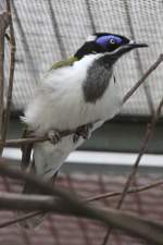 honigfresser Blauohr-Honigfresser (Entomyzon cyanotis) am 18.4.2010 im Tierpark Berlin.