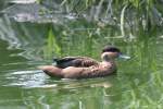 Hottentottenente (Anas hottentota) am 18.4.2010 im Tierpark Berlin.  ...