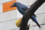 Weiblicher Elfenblauvogel (Irena puella) ...  Gilbert Angermann 17.05.2011