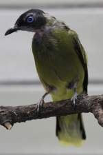 bulbuls Schwarzkopfb�lb�l (Pycnonotus atriceps) am 18.4.2010 im Tierpark Berlin.