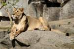 Asiatischer L�we (Panthera leo persica) am 18.4.2010 im Tierpark Berlin. ...