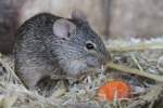 S�damerikanische Neuweltm�use, Reisratten (Sigmodontinae) (2 Fotos)