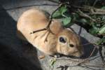 Gew�hnlicher Gundi (Ctenodactylus gundi) ...  Gilbert Angermann 17.05.2011