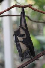 Palmenflughund (Eidolon ...  Gilbert Angermann 18.05.2011