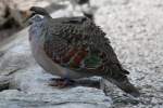 Bronzefl�geltauben (Phaps) (2 Fotos)