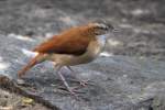 topfervogel-furnariidae Blassfu�-T�pfervogel (Furnarius leucopus) am 18.4.2010 im Tierpark Berlin.
