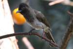 bulbuls Graub�lb�l oder Gartenb�lb�l (Pycnonotus barbatus) am 18.4.2010 im Tierpark Berlin.