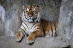 Sumatratiger (Panthera tigris sumatrae) am 18.4.2010 im Tierpark Berlin.  ...