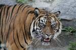 tiger-panthera-tigris Sumatratiger (Panthera tigris sumatrae) am 18.4.2010 im Tierpark Berlin.