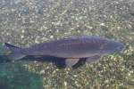 cyprinius-karpfen-koi Spiegelkarpfen (Cyprinus carpio morpha noblis) am 23.4.2010 im Meeresaquarium Zella-Mehlis.