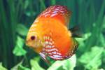 Golden Rainbow Diakus (Symphysodon ...  Gilbert Angermann 19.05.2011
