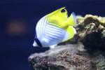 F�hnchen-Falterfisch (Chaetodon auriga) am ...  Gilbert Angermann 21.05.2011