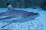 Schwarzspitzen-Riffhai (Carcharhinus melanopterus) am 23.4.2010 im Meeresaquarium Zella-Mehlis.  ...
