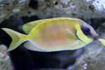 Kaninchenfische Korallen-Kaninchenfisch (Siganus corallinus) am 23.4.2010 im Meeresaquarium Zella-Mehlis.