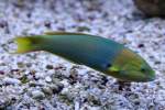 Lippfische Kanaren-Junker (Thalassoma lutescens) am 23.4.2010 im Meeresaquarium Zella-Mehlis.