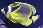 Mondsichel-Falterfisch (Chaetodon lunula) am ...  Gilbert Angermann 24.05.2011