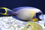 Schokoladen-Doktorfisch (Acanthurus pyroferus) am ...  Gilbert Angermann 24.05.2011