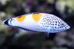 Lippfische Spiegelfleck-Lippfisch (Coris aygula) am 23.4.2010 im Meeresaquarium Zella-Mehlis.