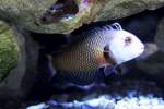 Lippfische B�umchen Lippfisch (Novaculichthys taeniourus) am 23.4.2010 im Meeresaquarium Zella-Mehlis.