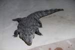 echte-krokodile-crocodylus Sumpfkrokodil (Crocodylus palustris) am 23.4.2010 im Meeresaquarium Zella-Mehlis.