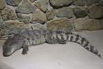 Echte Kaimane (Caiman) (4 Fotos)