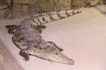 echte-krokodile-crocodylus Siam-Krokodil (Crocodylus siamensis) am 23.4.2010 im Meeresaquarium Zella-Mehlis.