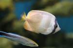 Klein`s Falterfisch (Chaetodon kleinii) ...  Gilbert Angermann 25.05.2011