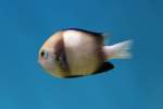 Netz-Preu�enfisch (Dascyllus reticulatus) am ...  Gilbert Angermann 25.05.2011