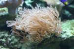 R�hrenkoralle (Clavularia ...  Gilbert Angermann 25.05.2011