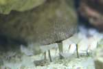 Kolonialaer R�hrenwurm (Bispira brunnea) ...  Gilbert Angermann 25.05.2011