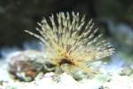 Indischer R�hrenwurm (Sabellastarte indica) ...  Gilbert Angermann 25.05.2011