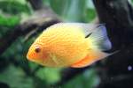 Augenfleckenbuntbasche (Cichlasoma severum als ...  Gilbert Angermann 26.05.2011