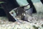 Skalar (Pterophyllum scalare) am ...  Gilbert Angermann 27.05.2011