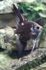 Skalar (Pterophyllum scalare) am ...  Gilbert Angermann 27.05.2011