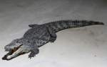 echte-krokodile-crocodylus Nilkrokodil (Crocodylus niloticus) am 23.4.2010 im Meeresaquarium Zella-Mehlis.