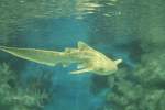 Zebrahai (Stegostoma fasciatum) am 23.4.2010 im Meeresaquarium Zella-Mehlis.  ...