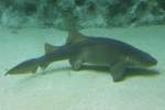 Ammenhaie (Ginglymostomatidae) (3 Fotos)