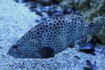 Honigwaben-Zackenbarsch (Epinephelus merra) am ...  Gilbert Angermann 27.05.2011
