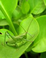 H�pfer    ...  Andy Hensel 27.05.2011