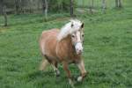 Haflinger (5 Fotos)