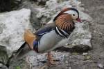 Mandarinente (Aix galericulata) am 1.5.2010 im Tierpark Bad K�sen.  ...