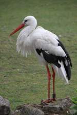 Wei�storch (Ciconia ciconia) am ...  Gilbert Angermann 28.05.2011