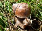Weinbergschnecke (Helix ...  JohannJ 29.05.2011