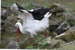 Wei�storch (Ciconia ciconia) bei der Nahrungssuche. Tierpark Bad K�sen am ...