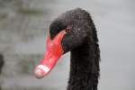 schwane-cygnus Trauerschwan (Cygnus atratus) am 1.5.2010 im Tierpark Bad K�sen.
