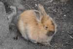 Zwergkaninchen am 1.5.2010 im Tierpark Bad K�sen.  ...