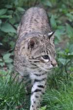 Kleinfleckkatze oder Geoffroy-Katze (Leopardus ...  Gilbert Angermann 30.05.2011