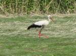 Storch auf einer Wiese an Stra�e von Gostorf zur B ...